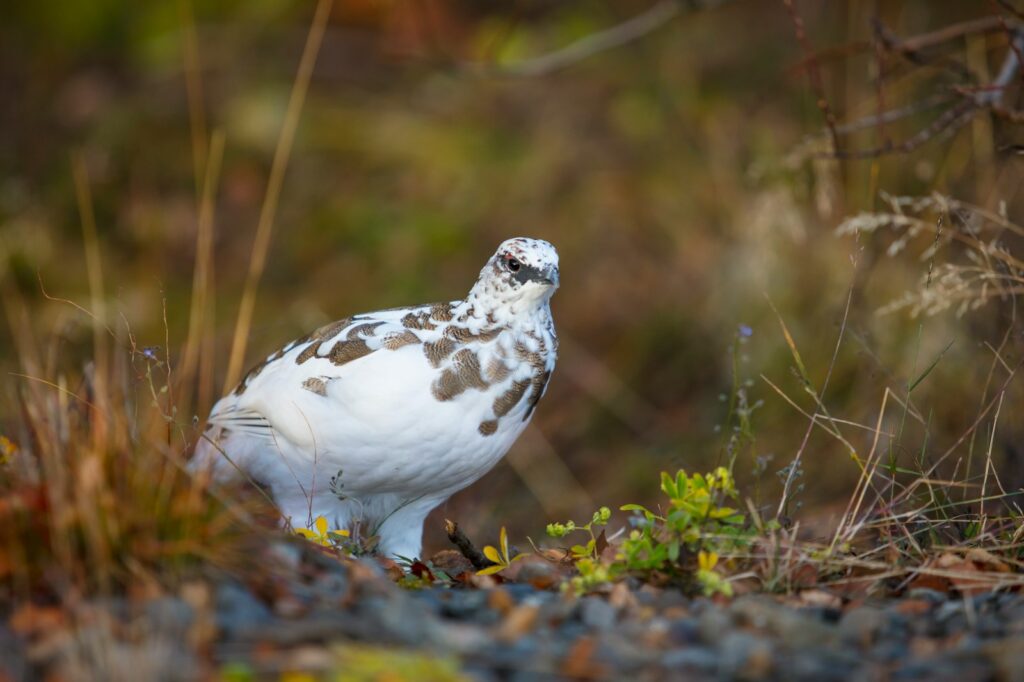 A Rock Ptarmigan with mottled plumage stands among vegetation.