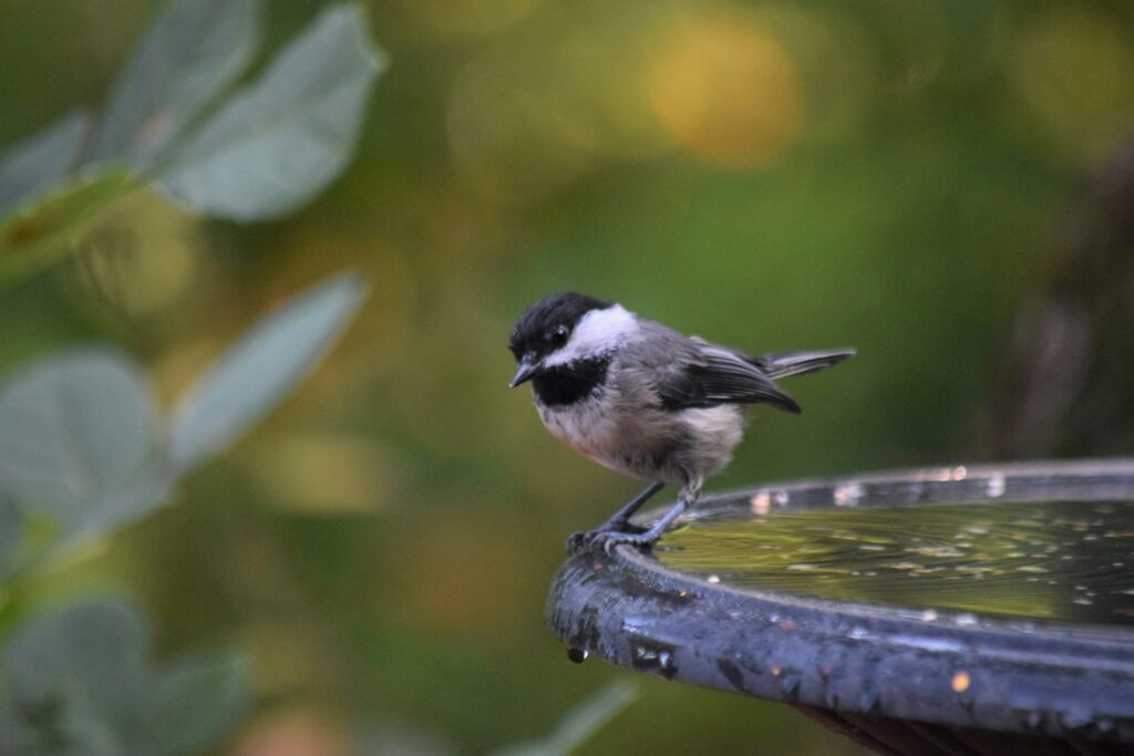A black-capped chickadee with a black cap and bib stands on the edge of a bird bath.