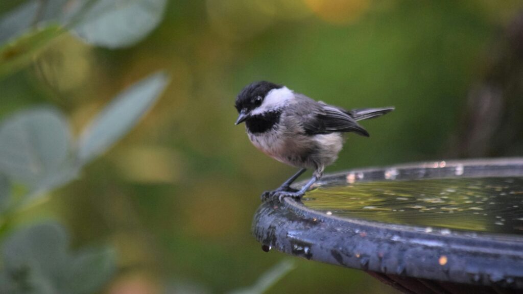 A black-capped chickadee with a black cap and bib stands on the edge of a bird bath.
