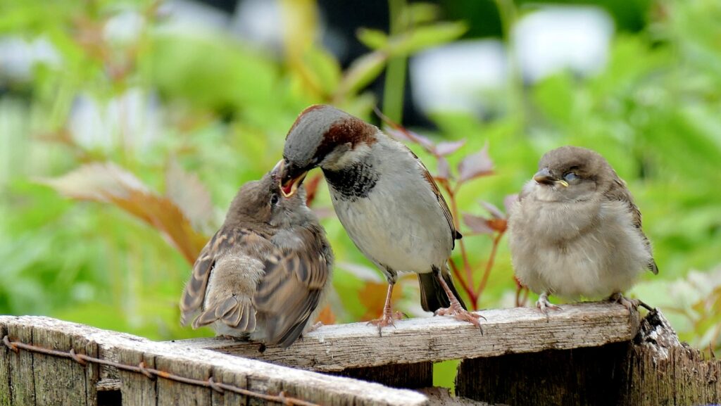 A house sparrow feeds two young chicks perched on a wooden structure.