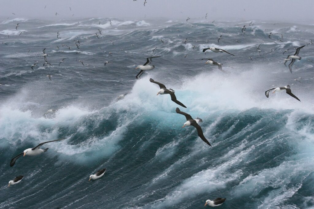 Several black-browed albatrosses with white bodies, dark wings, and yellow eyebrow stripes fly over a rough, stormy sea with crashing waves.