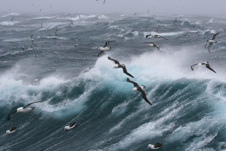 How to Identify Birds by Their Flight Patterns - bird-life.com