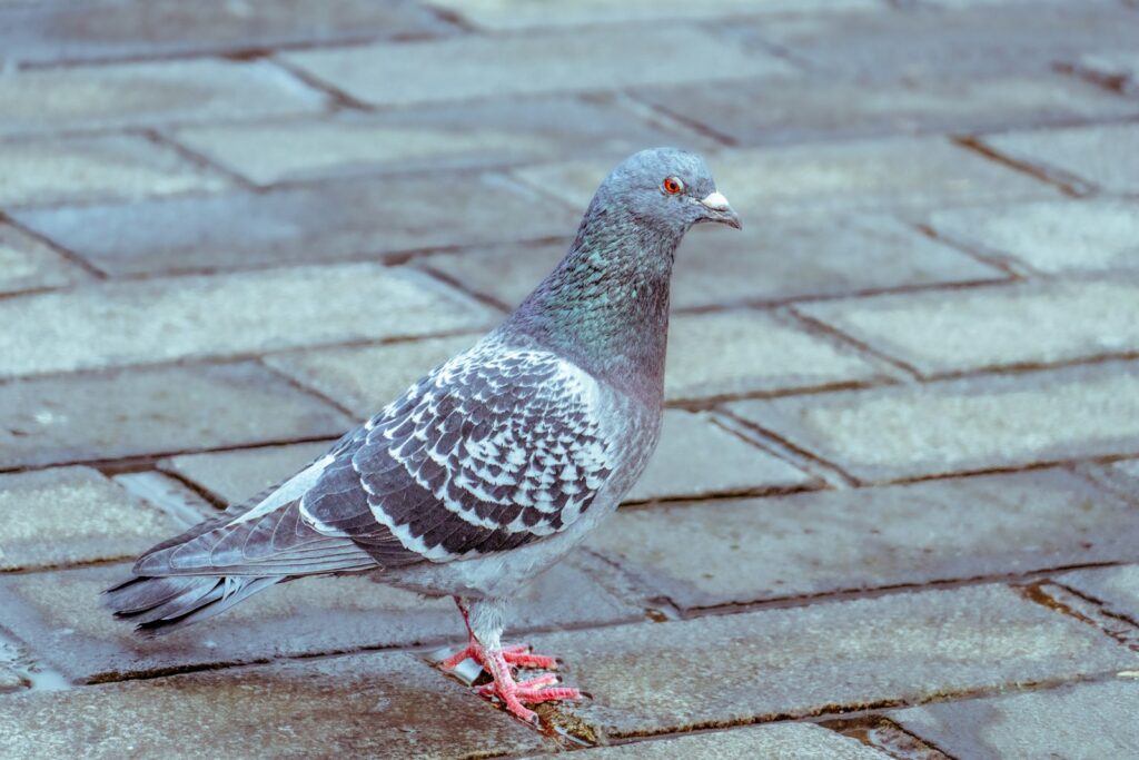 A pigeon is standing on a brick walkway