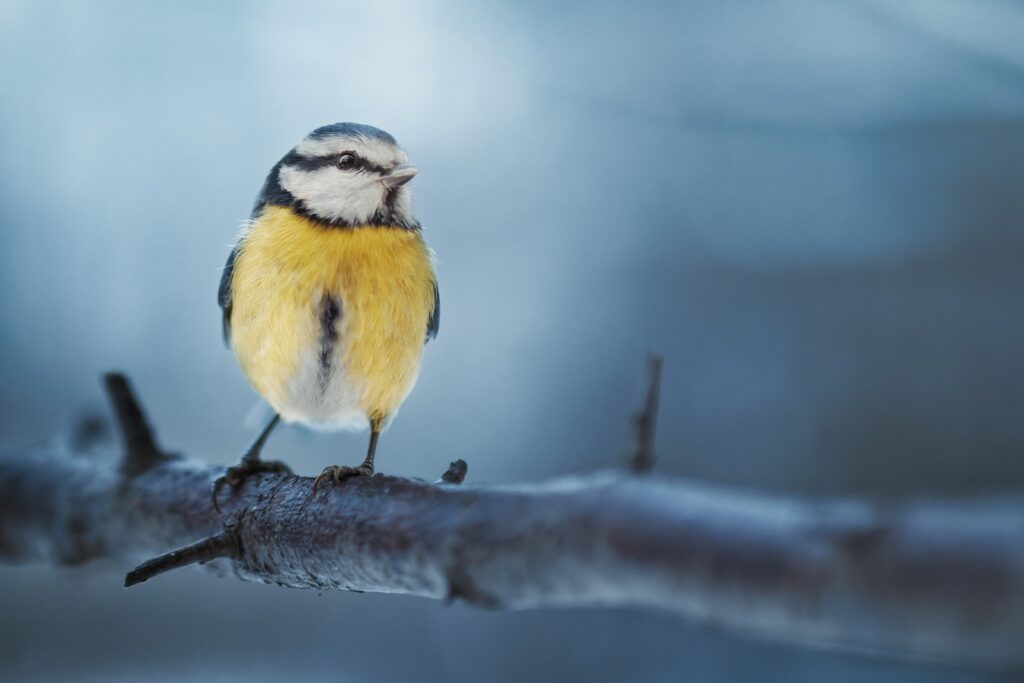 A Eurasian blue tit with bright yellow and blue plumage perches on a twig.