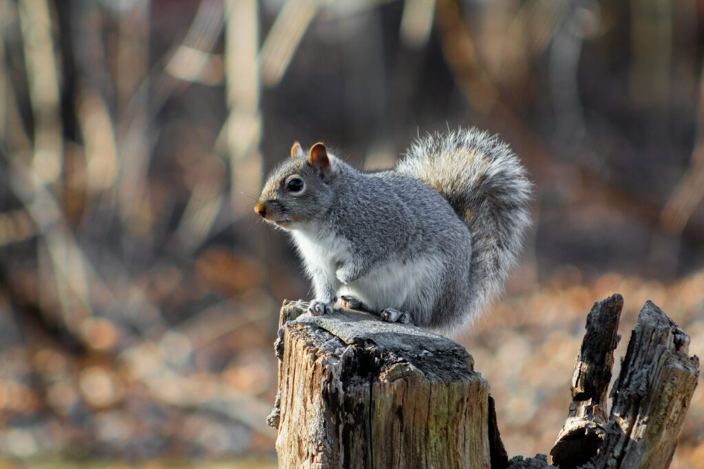 a squirrel sitting on top of a tree stump
