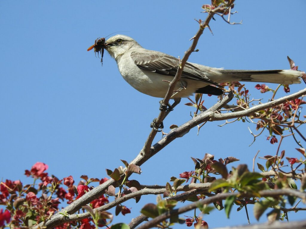 Tropical mockingbird perched on a branch with prey in its beak.