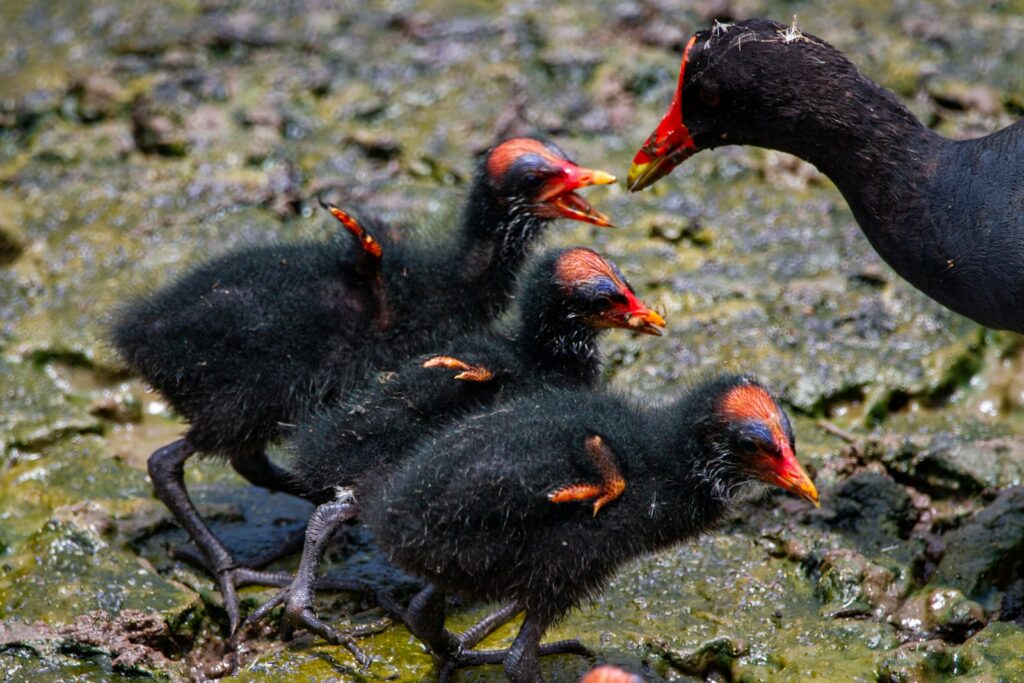Dusky moorhen with its fluffy black chicks.