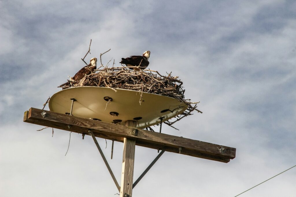 A nest of birds sitting on top of a wooden pole.