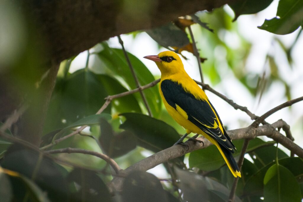 Eurasian golden oriole perched on a branch with green leaves.