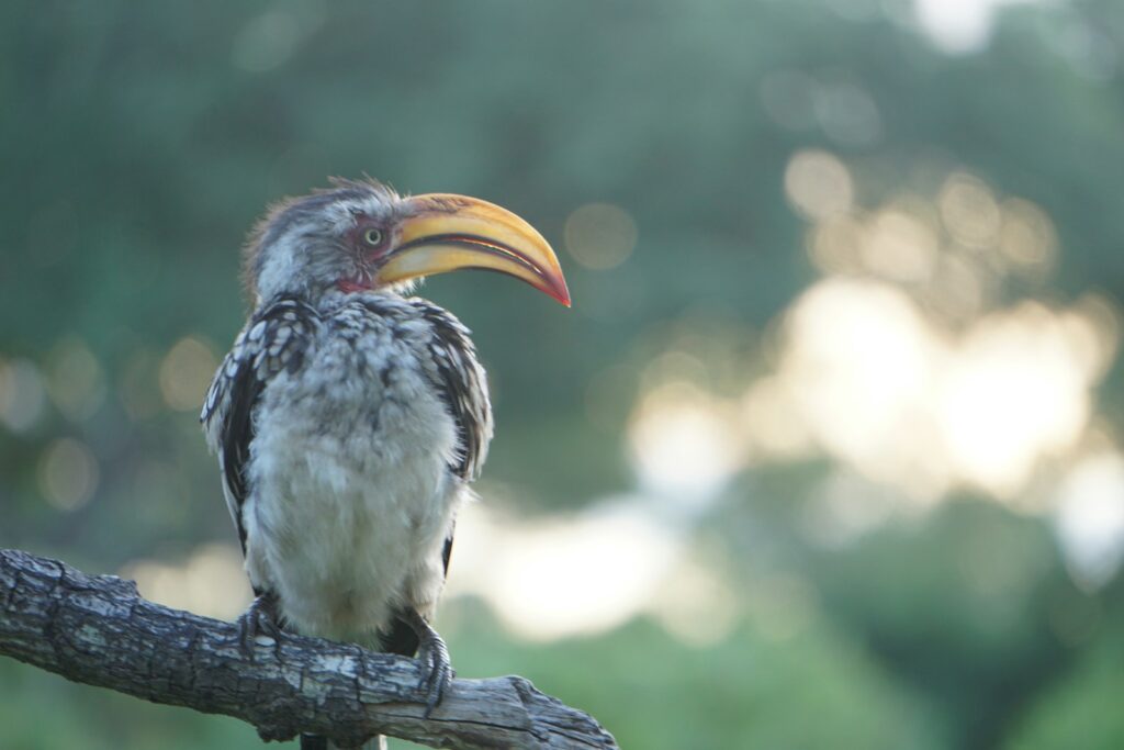 A southern yellow-billed hornbill perches on a branch, displaying its distinctive curved yellow beak.