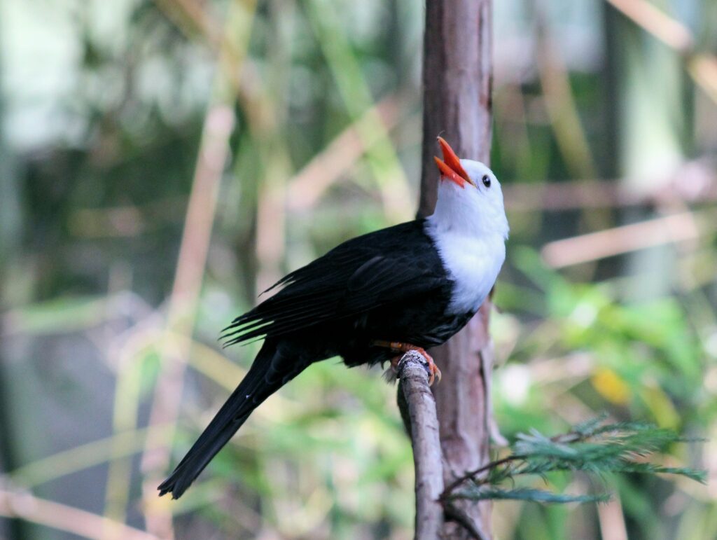 A white-headed bulbul perched on a branch.