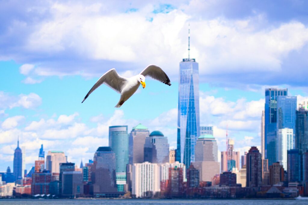 A Ring-billed Gull flies against a city skyline.