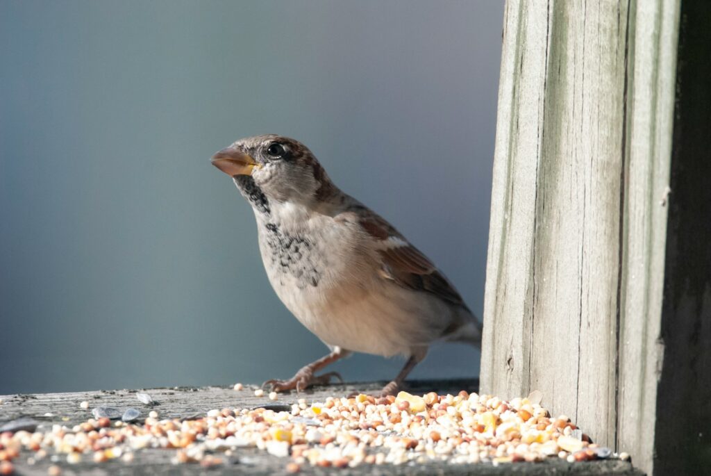House sparrow near scattered seeds on wood.