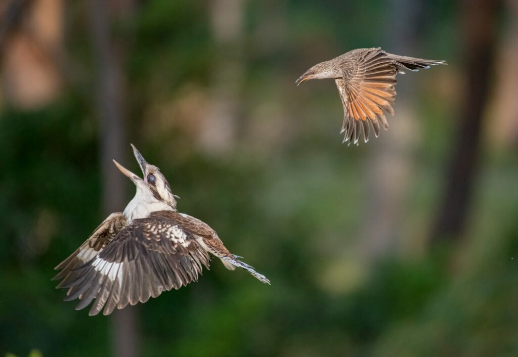 A laughing kookaburra flies with its beak open towards a grey-crowned babbler in flight.