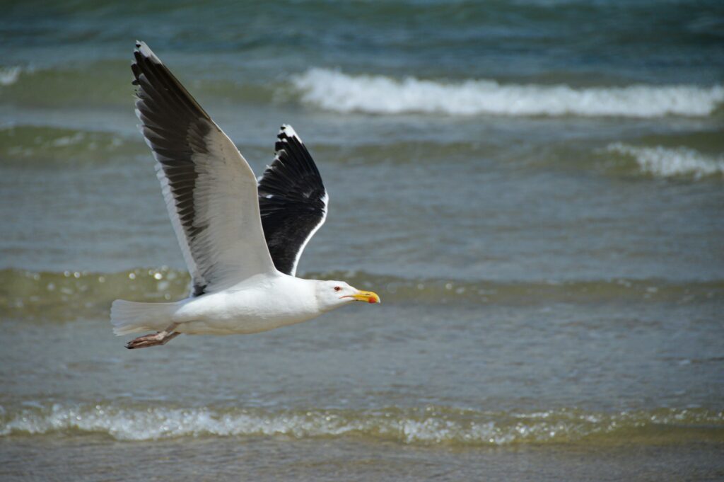A gull with black and white wings flies over the ocean waves.
