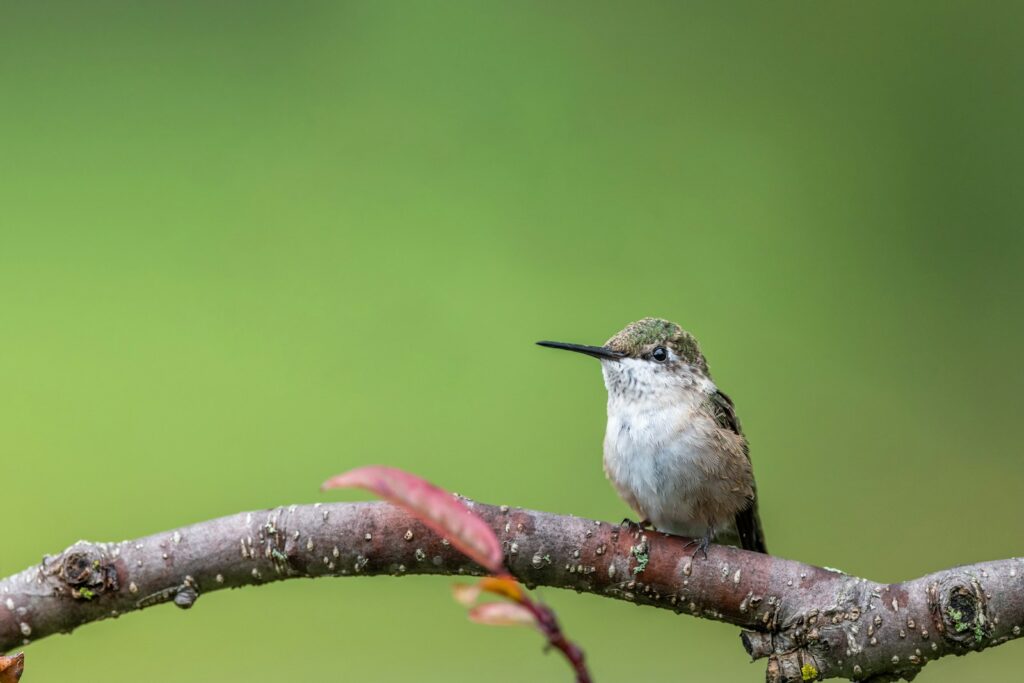 A small hummingbird with green and white feathers sits on a twig.