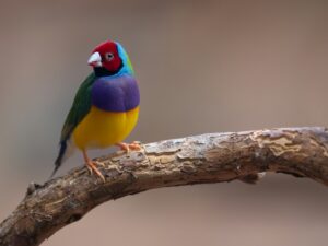 A colorful bird perched on a branch of a tree.