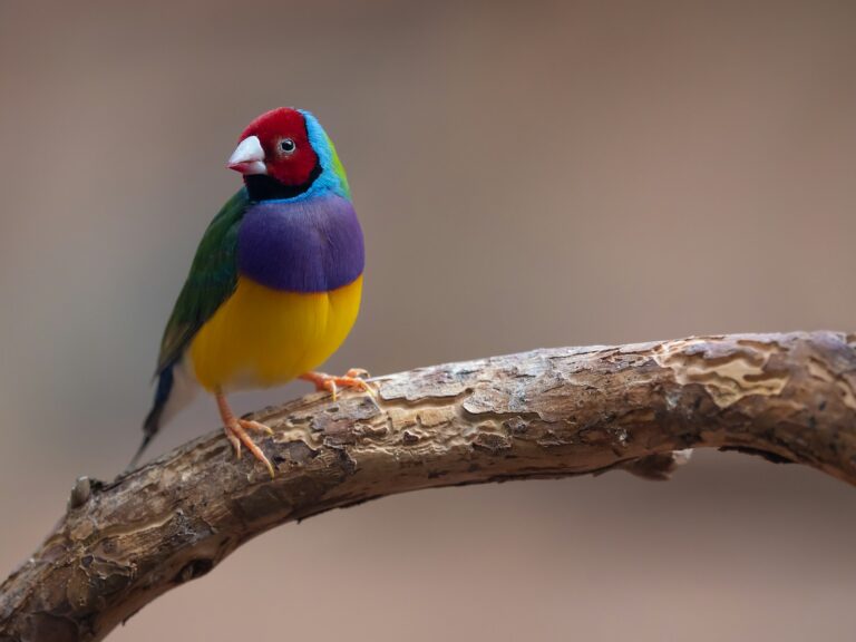A colorful bird perched on a branch of a tree.