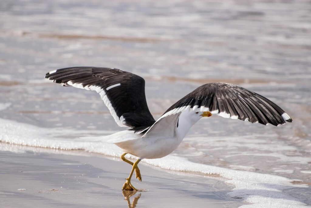 A Pacific gull with white and black plumage stands on the wet sand.