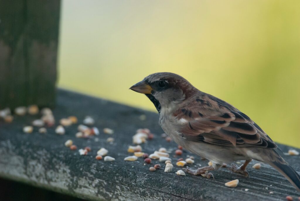House sparrow near scattered seeds on a wooden surface.