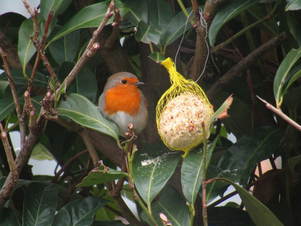 A European robin with a bright orange breast perches near a yellow mesh bag of birdseed hanging from a branch.