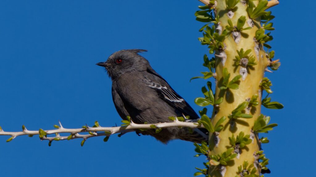 A Phainopepla bird with red eyes sits on a thorny branch.