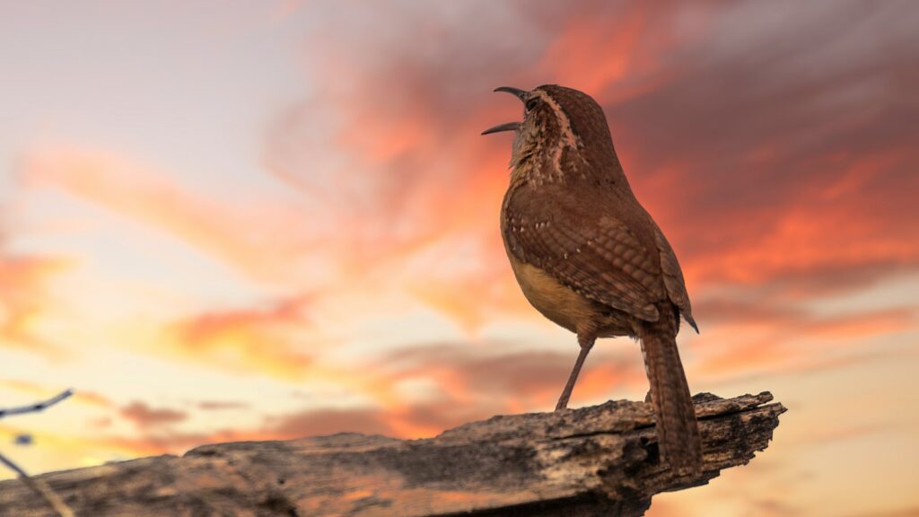 A Carolina Wren sings with its beak open while perched on a weathered branch at sunset.