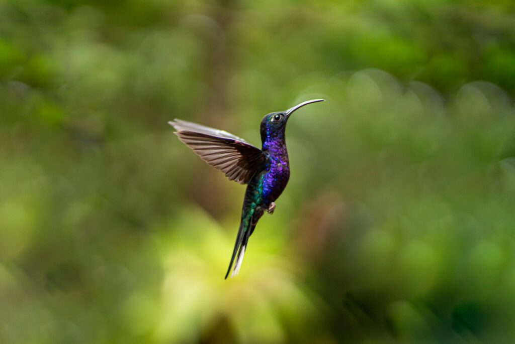 A Violet Sabrewing hummingbird displays its iridescent blue and purple plumage in flight.