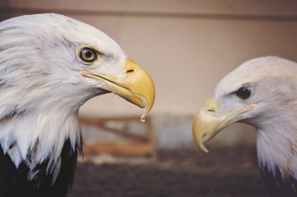 The sharp, dark eye of the bald eagle on the left is clearly visible.