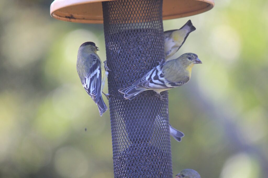 A group of birds sitting on a bird feeder.