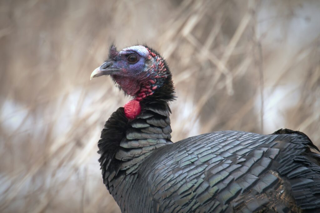 A close-up view of a wild turkey.