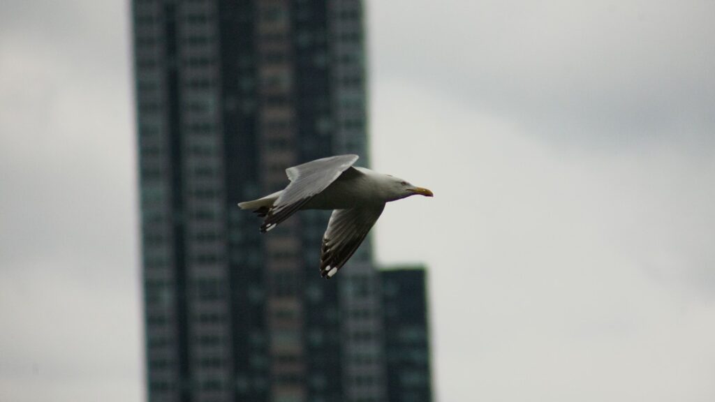 A bird flying in front of a tall building.