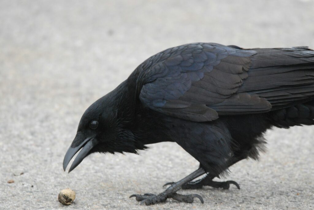 A common raven looks at a nut on the ground.