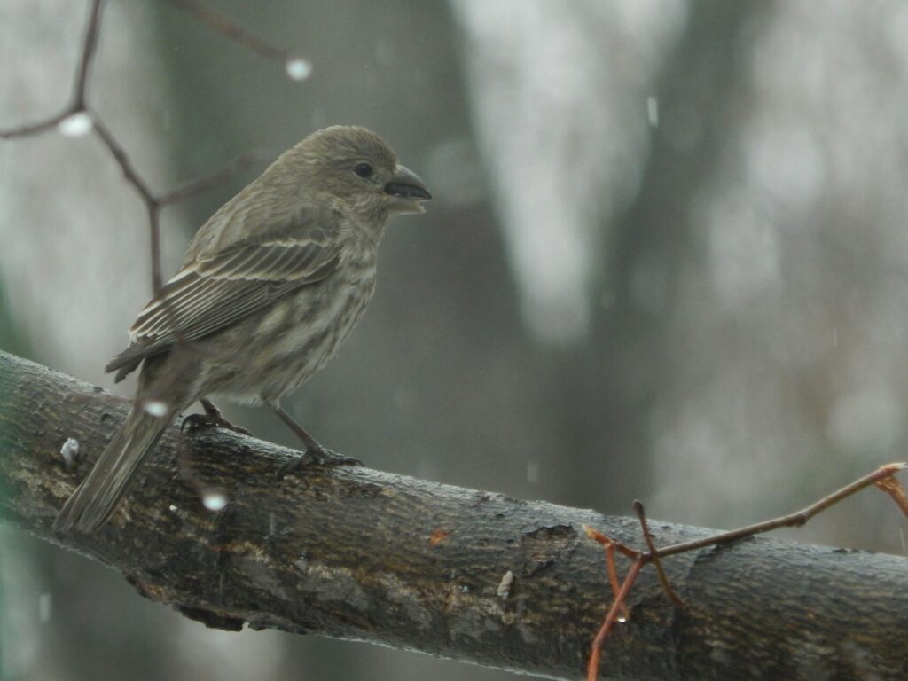 A house finch perches on a branch during a light rain.