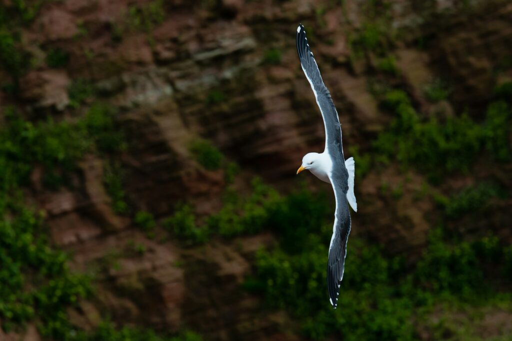 A lesser black-backed gull flies with outstretched wings.