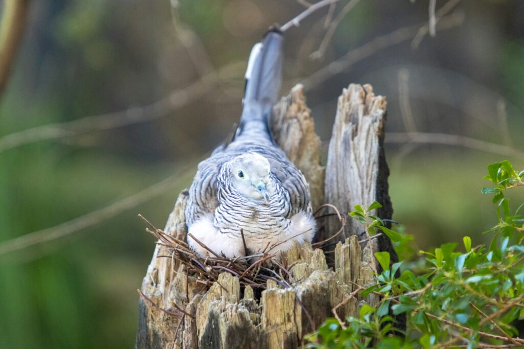 A dove sits on its nest, keeping eggs warm.
