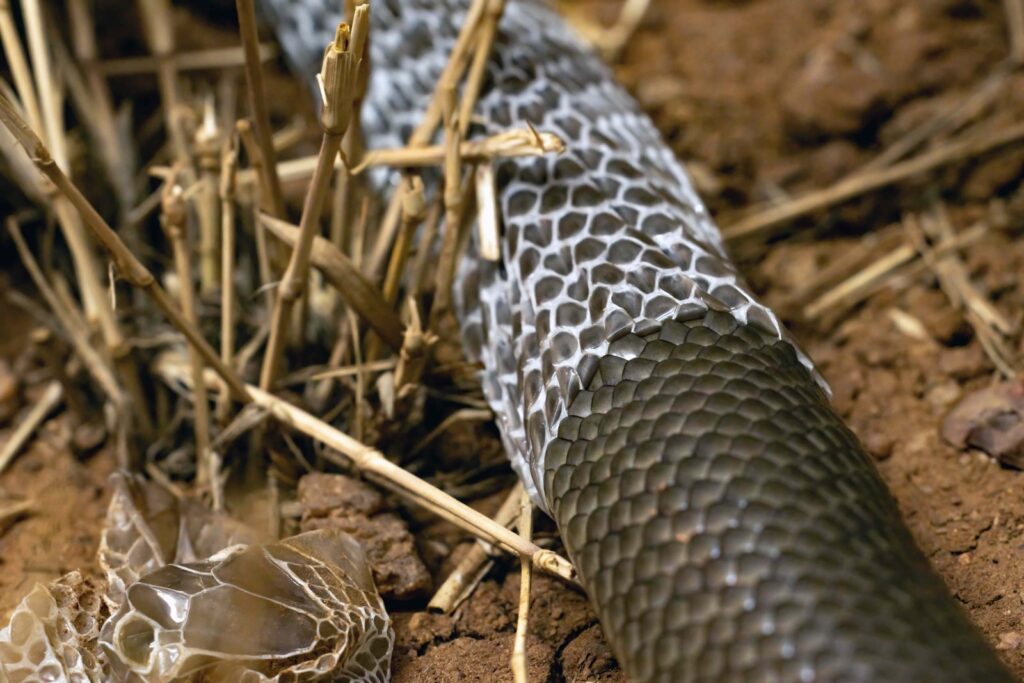 A close up of a snake skin on the ground.
