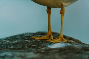 Bird feet with long legs standing on a rough surface.