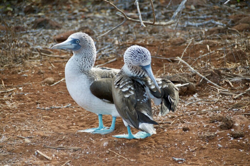 Two Blue-footed boobies stand on a dry, rocky ground, one looking to the left.