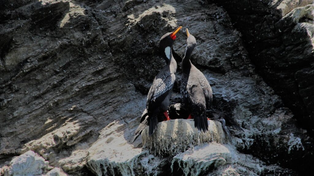 Two red-legged cormorants with vibrant orange-red beaks stand on a rocky surface.