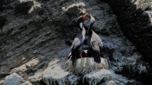 Two red-legged cormorants with vibrant orange-red beaks stand on a rocky surface.