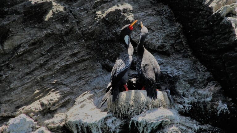 Two red-legged cormorants with vibrant orange-red beaks stand on a rocky surface.
