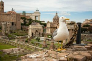 Yellow-legged gull standing near ancient ruins.