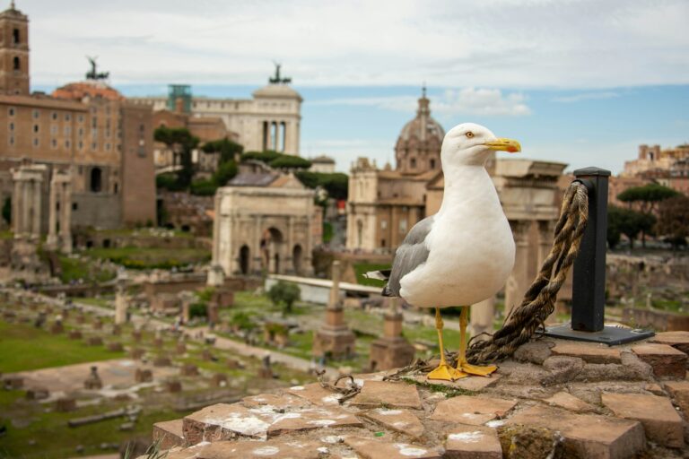 Yellow-legged gull standing near ancient ruins.