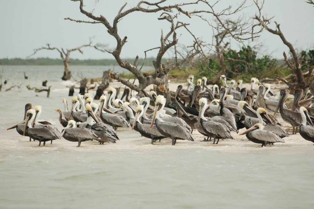 A large group of brown pelicans are gathered on a sandy shore.