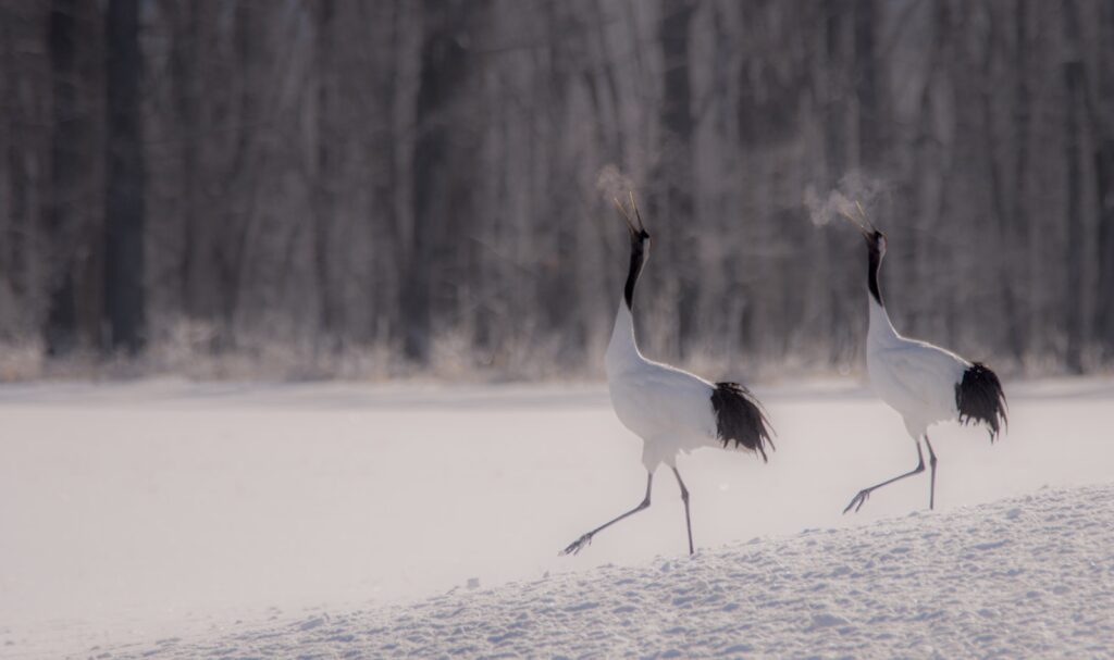 Two elegant Red-crowned Cranes with white bodies and black necks walk on a snowy ground.