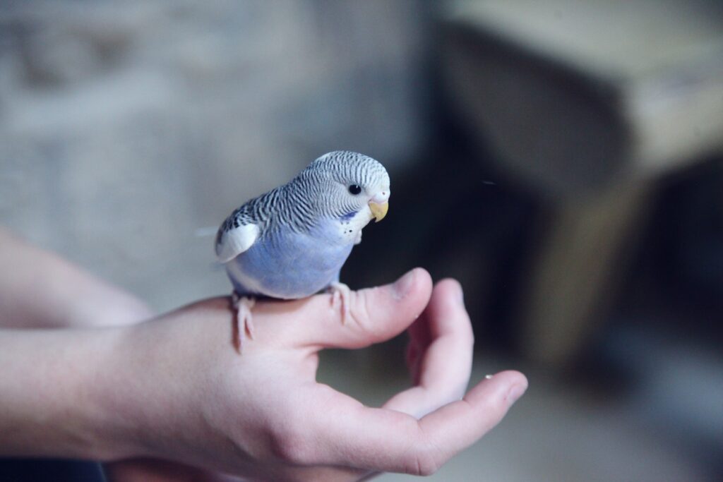 A small budgerigar with blue and white feathers perches on a person's hand.