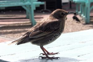 A Common starling stands on a light surface.