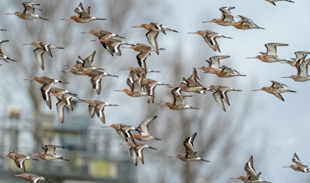 A large flock of Bar-tailed Godwits with long, slightly upturned bills flies against a blurred background.