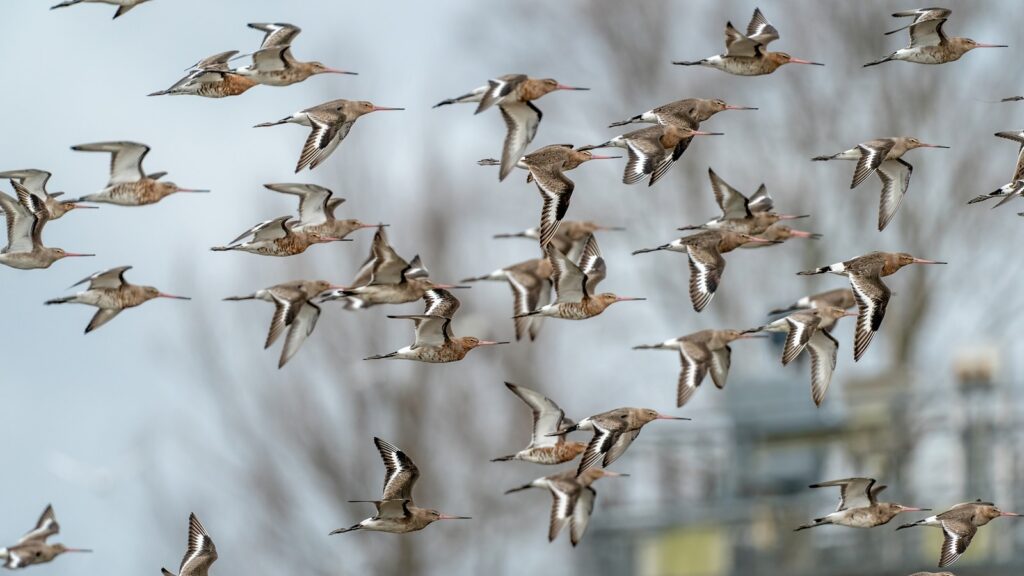 A large flock of Bar-tailed Godwits with long, slightly upturned bills flies against a blurred background.